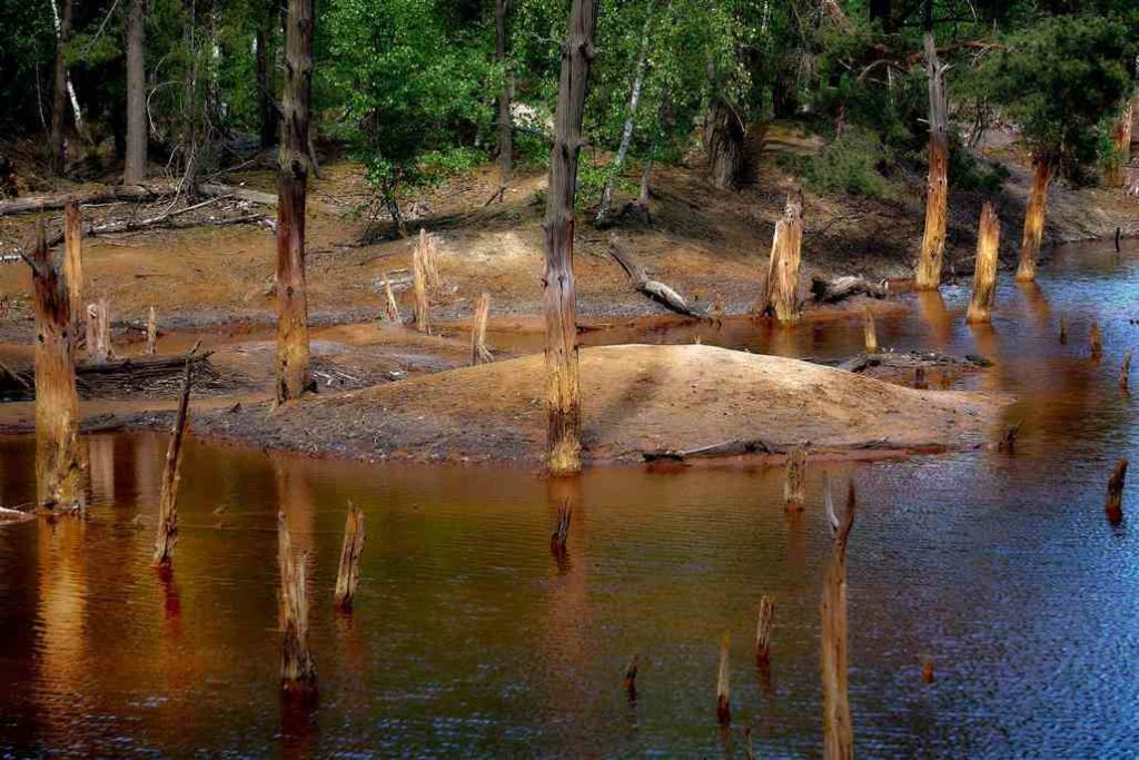 zatopiony las w kopalni babina