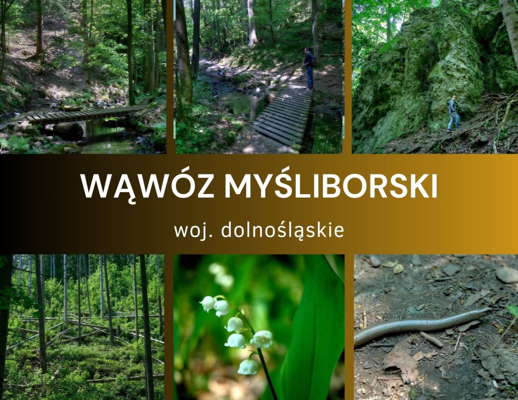 Wąwóz Myśliborski woj. dolnośląskie