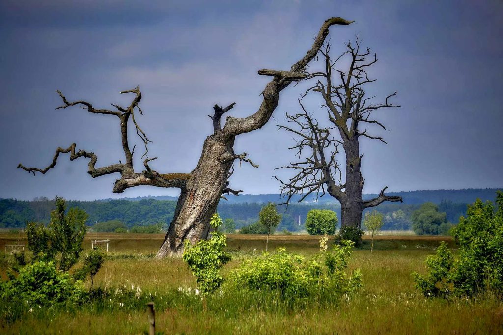 Pałac w Rogalinie