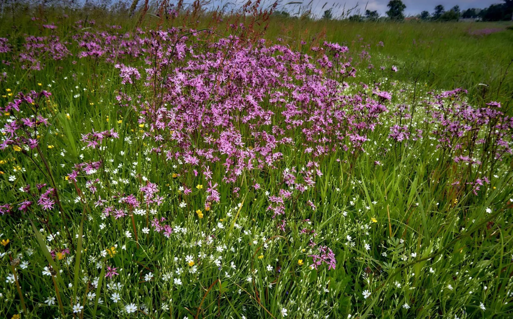 Pałac w Rogalinie