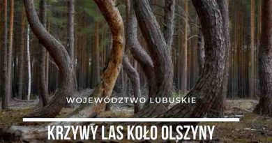 Krzywy las koło Olszyny