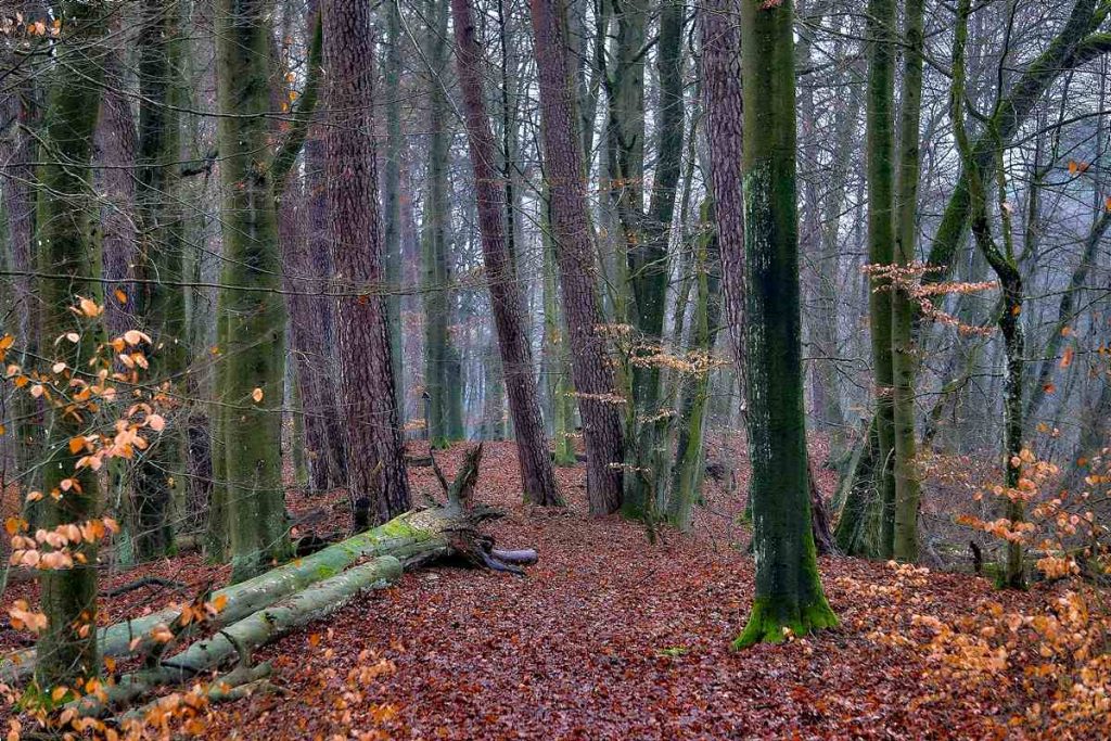 Ścieżka Nad Bukówką