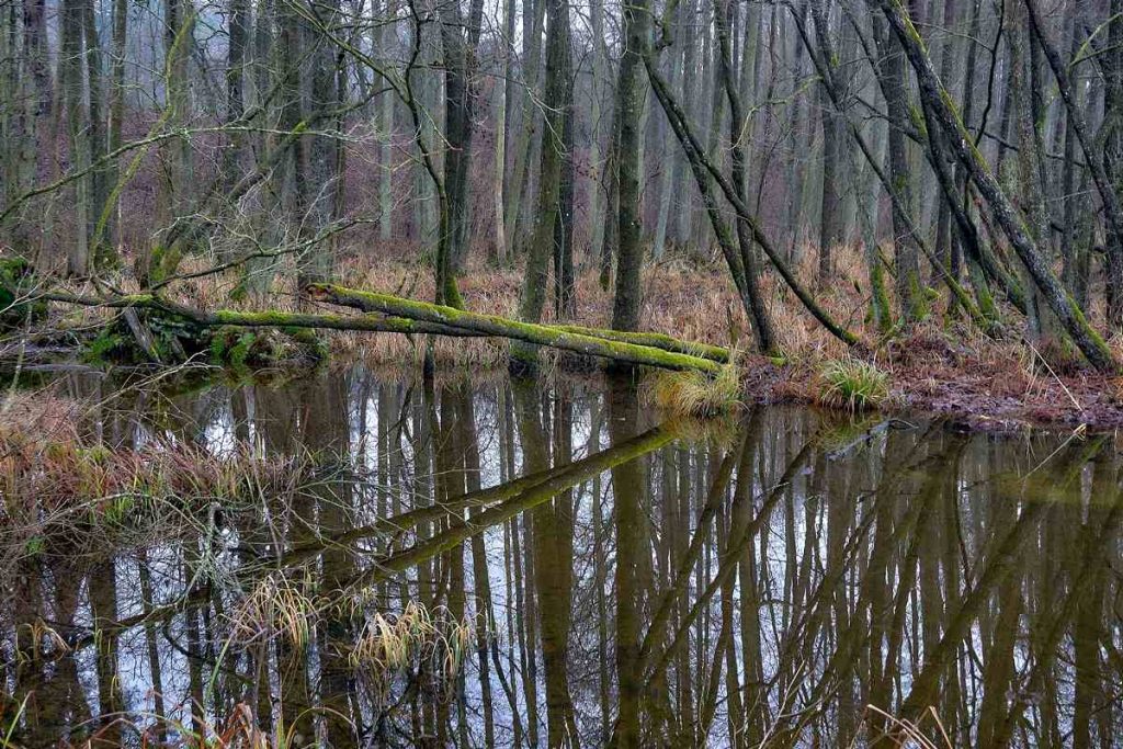 Ścieżka Nad Bukówką