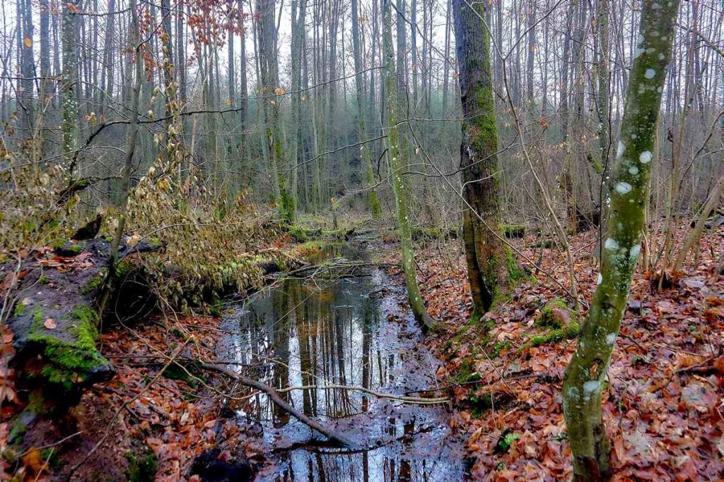 Ścieżka Nad Bukówką