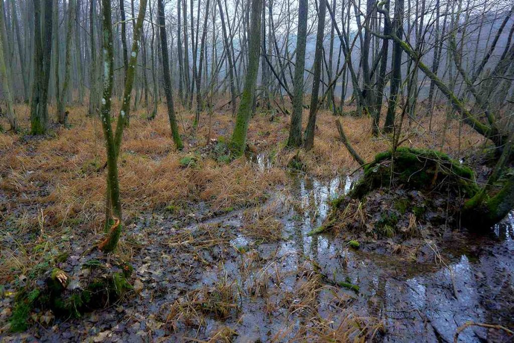 Ścieżka Nad Bukówką