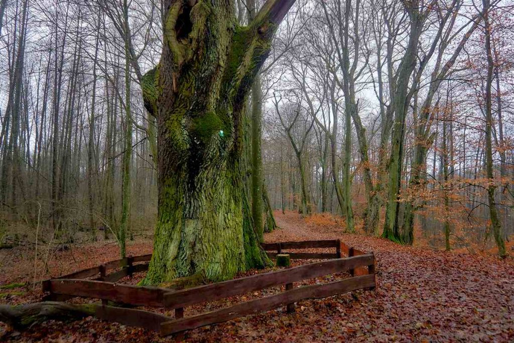 Ścieżka Nad Bukówką