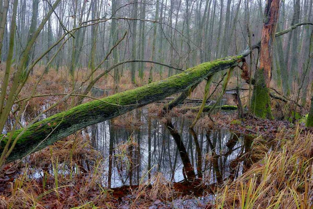 Ścieżka Nad Bukówką