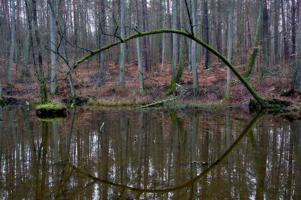 Ścieżka Nad Bukówką